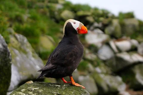 The Tufted Puffin (side view) Stock-Fotos