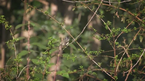 Tufted Tit-Tyrant. Small tufted bird perched on a branch plant flies off. Stock Footage 248728171