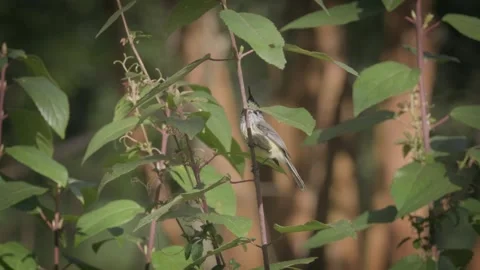 Tufted Tit-Tyrant. Small tufted bird perched on a vertical plant flies off. Stock Footage 248728185