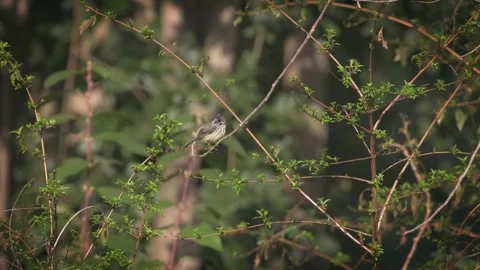 Tufted Tit-Tyrant. Small tufted bird perched on a branch surrounded by bushes. Vídeos de archivo 248728189