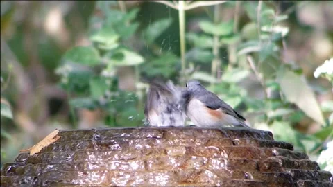 Tufted Titmice Bathing in Backyard Fountain Stock Footage 317560650