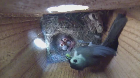 Tufted Titmouse Babies Stock Footage 38253077