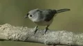 Tufted Titmouse (Baeolophus bicolor) 1 HD Footage
