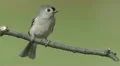 Tufted Titmouse (Baeolophus bicolor) 2 HD Footage