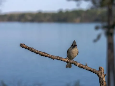 Tufted titmouse (Baeolophus bicolor) looking at the camera. Stock Photos