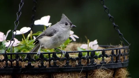 Tufted titmouse (Baeolophus bicolor) sitting in a flower pot. Stock-Footage 73282010