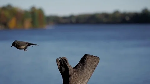 Tufted titmouse (Baeolophus bicolor) in slow motion landing on a lakeside perch. Video stock 73282871