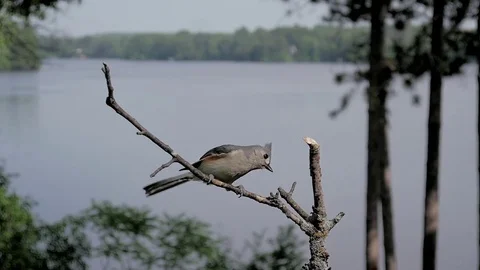 Tufted titmouse (Baeolophus bicolor) in slow motion lands on perch by a lake. Video stock 73284279