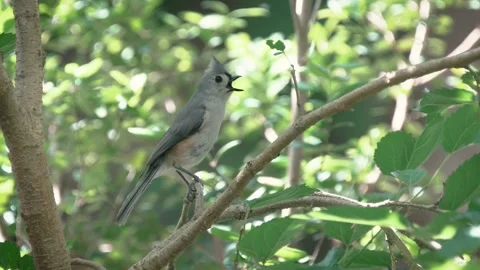 Tufted titmouse bird calls from a tree Stock Footage 266451261