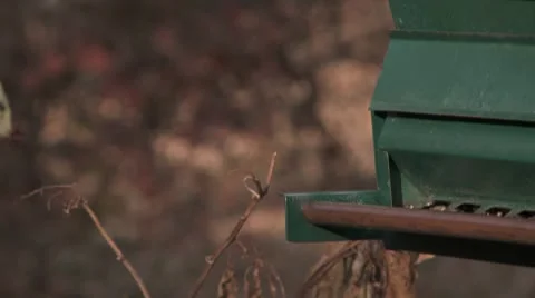 Tufted Titmouse on bird feeder Stock Footage 8929281