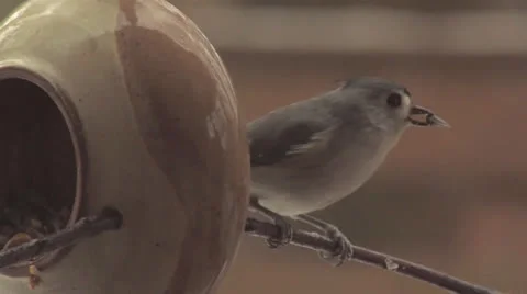 Tufted Titmouse at Bird Feeder Stock Footage 23917571