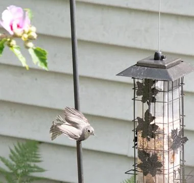 Tufted titmouse at the bird feeder Stock Photos