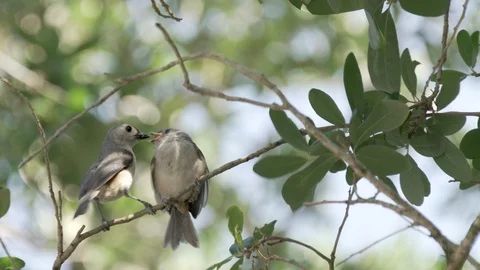 Tufted titmouse bird feeding cute baby bird chick in a tree in Orlando Florida Video stock 129310484