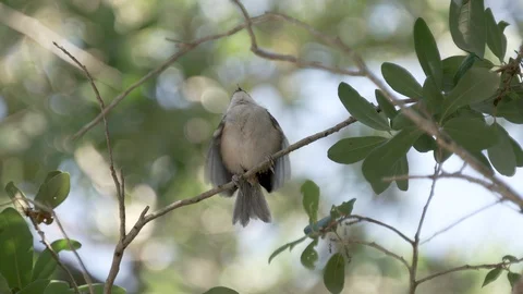 Tufted titmouse bird feeding cute baby bird in spring in Orlando Florida Stock Footage 129311633