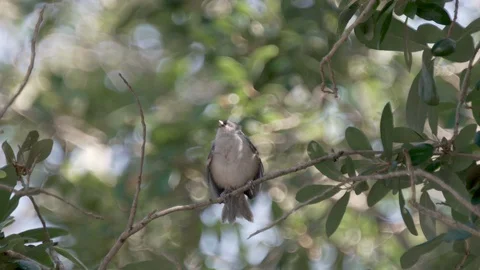 Tufted Titmouse Bird Feeding Cute Baby B... | Stock Video | Pond5