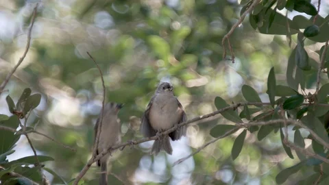 Tufted titmouse bird feeding small cute baby bird in spring in Orlando Florida Stock Footage 129311756