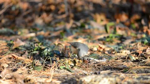 Tufted titmouse bird feeding in warm evening light. Stock Footage 20492806