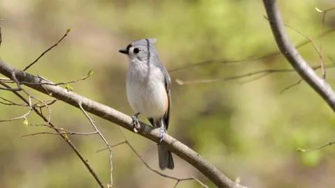 Tufted Titmouse Bird Vidéo 175376368