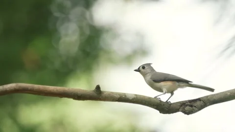 Tufted titmouse bird isolated on a perch Stock Footage 266451231
