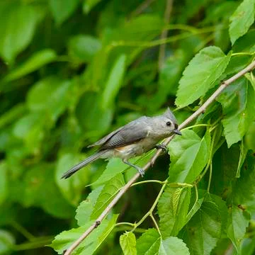 Tufted titmouse bird on limb Stock Photos