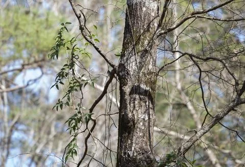 Tufted Titmouse Bird Stock-Fotos