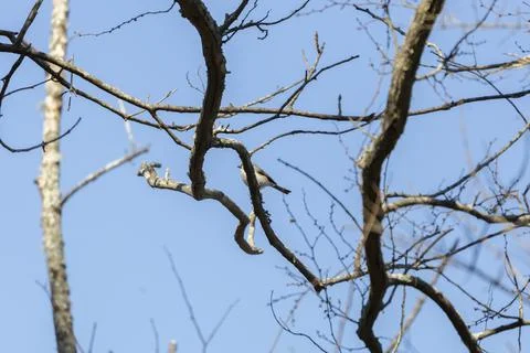 Tufted-Titmouse Bird Stock Photos
