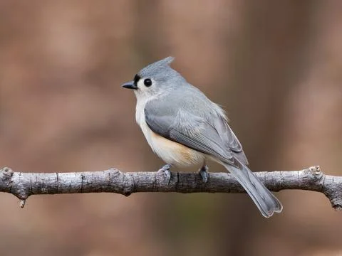 Tufted Titmouse Bird Fotos de archivo