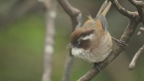 Tufted Titmouse bird sitting and flying off a branch in Bhutan 库存影片 291623237