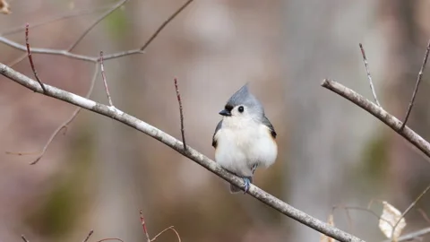 Tufted Titmouse bird standing on one foot Video stock 233299429