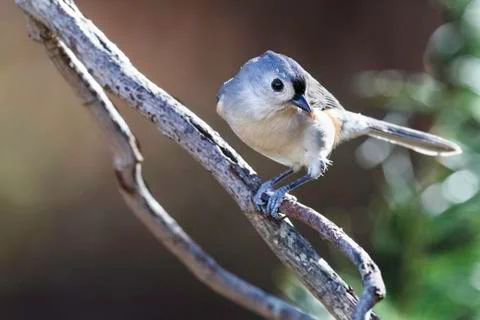 Tufted Titmouse on branch Stock Photos