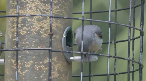 Tufted Titmouse Breaking Seed Stock Footage 49074727