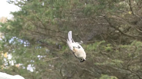Tufted titmouse caught in mist net 스톡 동영상 119722673