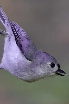 Tufted Titmouse Closeup Фото