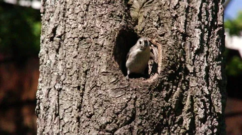 Tufted Titmouse coming out of hole in tree and flying away. Stock Footage 43765121
