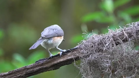 A Tufted Titmouse Eating Mealworms While Perched On A Branch Vídeos de archivo 335469257
