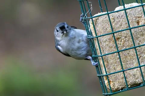 Tufted Titmouse Eating Stock Photos