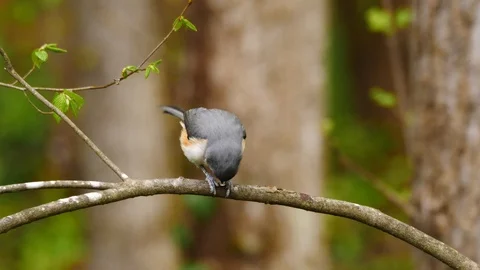 Tufted titmouse eating a seed Stock-Footage 127472086