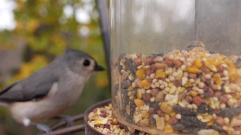 Tufted Titmouse Extreme Close Up at Bird Feeder Stock Footage 221260738