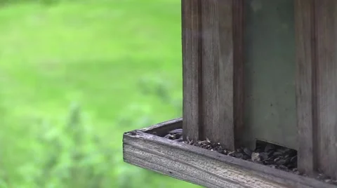 Tufted titmouse on feeder Stock Footage 63120641