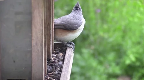 Tufted titmouse on feeder Stock Footage 63121228