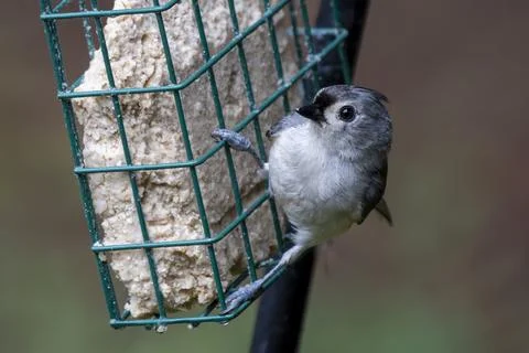 Tufted Titmouse on a Feeder Stock Photos