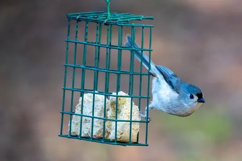 Tufted Titmouse on a Feeder Fotos de archivo