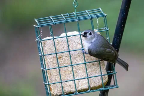 Tufted Titmouse Feeding Stock Photos