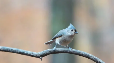 Tufted Titmouse Flyin Stock Footage 32863670