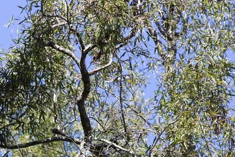Tufted-Titmouse Flying Stock Photos