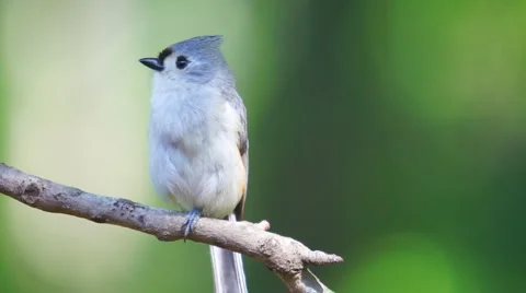 Tufted Titmouse Stock Footage 5163271