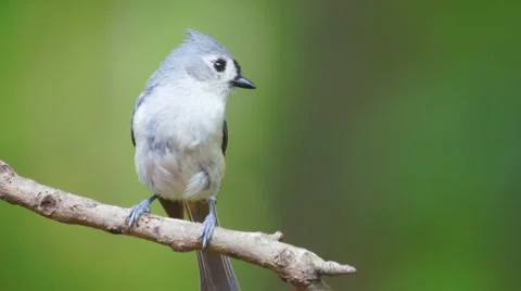 Tufted Titmouse Stock Footage 5163526