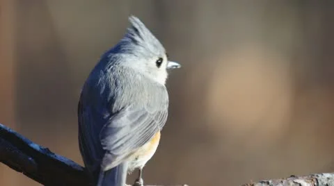 Tufted Titmouse Stock Footage 10576198