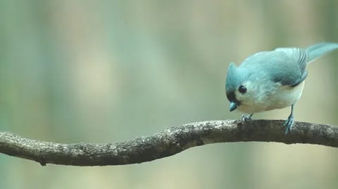 Tufted Titmouse Stock Footage 21860552