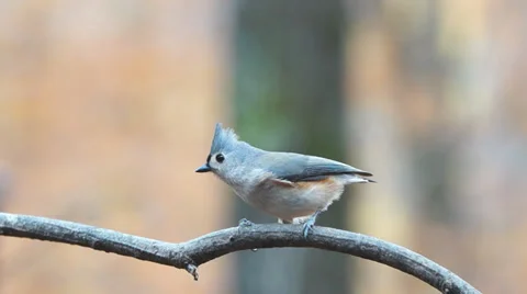Tufted Titmouse Stock-Footage 32847992